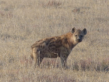 Marrone, 4 zampe, animale, campo d'erba, iena macchiata, iena, mammifero, safari, spazzini, parco nazionale di etosha, onnivoro