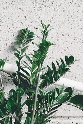 green leafed plant, close, green, leaf, plant, nature, wall, food and drink, close-up, healthcare and medicine, indoors