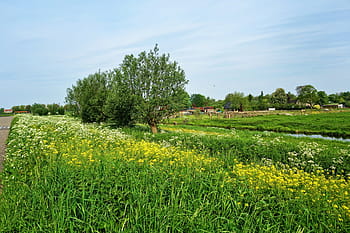 field, rape seed, flower, plant, road, tree, farm house, polder, dutch landscape, landscape, scenery
