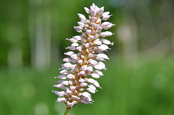 blomst, foderplanter, natur, blomstre