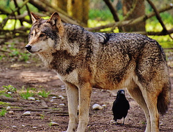 lobo marrón, lobo, animal salvaje, depredador, naturaleza, animal, parque de ciervos, lobos, salvaje, mundo animal, recinto