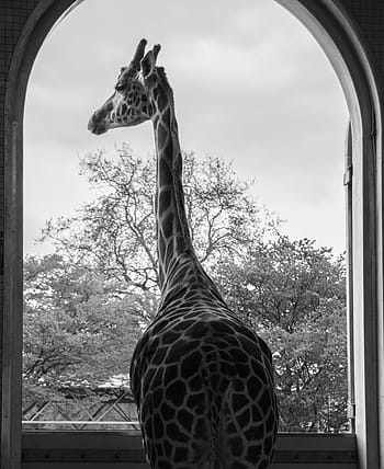 žirafa, Londýnská zoo, zvíře, Anglie