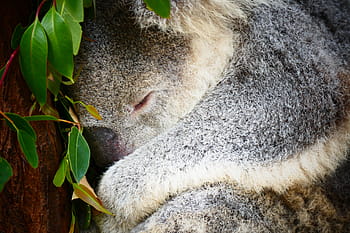 koala, Austrálie, spát, zvíře, strom, volně žijících živočichů, Příroda, roztomilý, medvěd, eukalyptu, vačnatec
