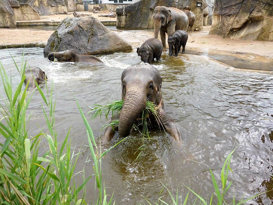 slon, zoo, zvířat, pachyderm, proboscis, kly, Šedá, zvířecí portrét