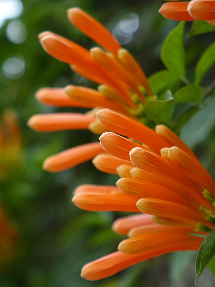 flame vine, Firecracker Flower, Flame, Vine, golden coral, three claw flower, northwest gold rain, nature, flower, plant, petal