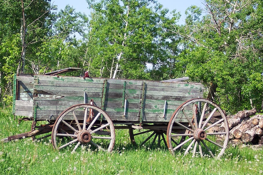 vinobraní, vagón, země, venkovský, zelená, dřevo, hromada