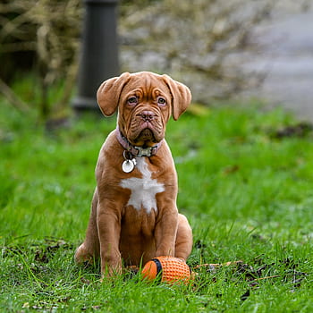 dogue de bordeaux, dog, puppy, cute, mastiff, bordeaux, pet, animal, happy, french, female