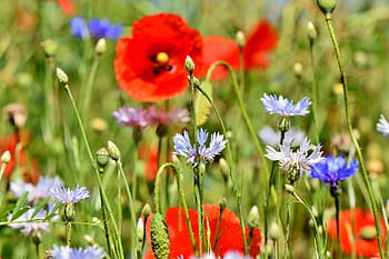 modrý, Červené, květinové pole, alpská chrpa, centaurea montana, květ, pole květin, mák, kompozitů, flóra, divoká rostlina