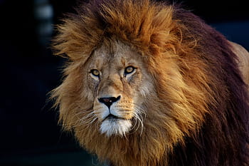 leone marrone, Leone, predatore, pericoloso, criniera, gatto, maschio, zoo, animale selvaggio, Africa, animale