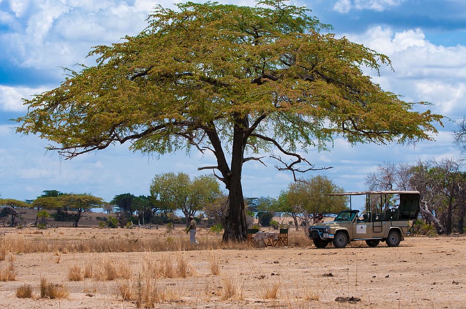 zebra, Afrika, volně žijících živočichů, safari, Příroda, divoký, savana, venku, tanzanie