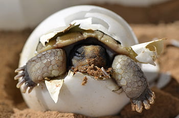 Baby, Desert Tortoise, gray turtle