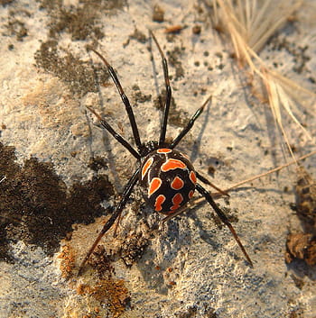 red, black, spider, ground, black widow, creepy, european black widow, mediterranean black widow, latrodectus tredecimguttatus, female, malmignatte