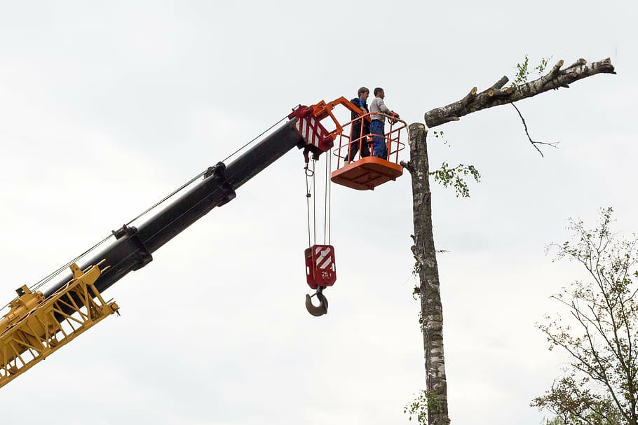 sawing, tree, birch, chainsaw, on high, working, crane, felling, people, drop
