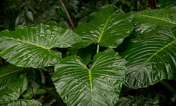 native lily, cunjevoi, alocasia brisbanensis, leaf, green, rain forest, wild, wet, rain, native, queensland