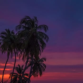 coconut tree, dawn, palm, tropical, beach, island, exotic, sky