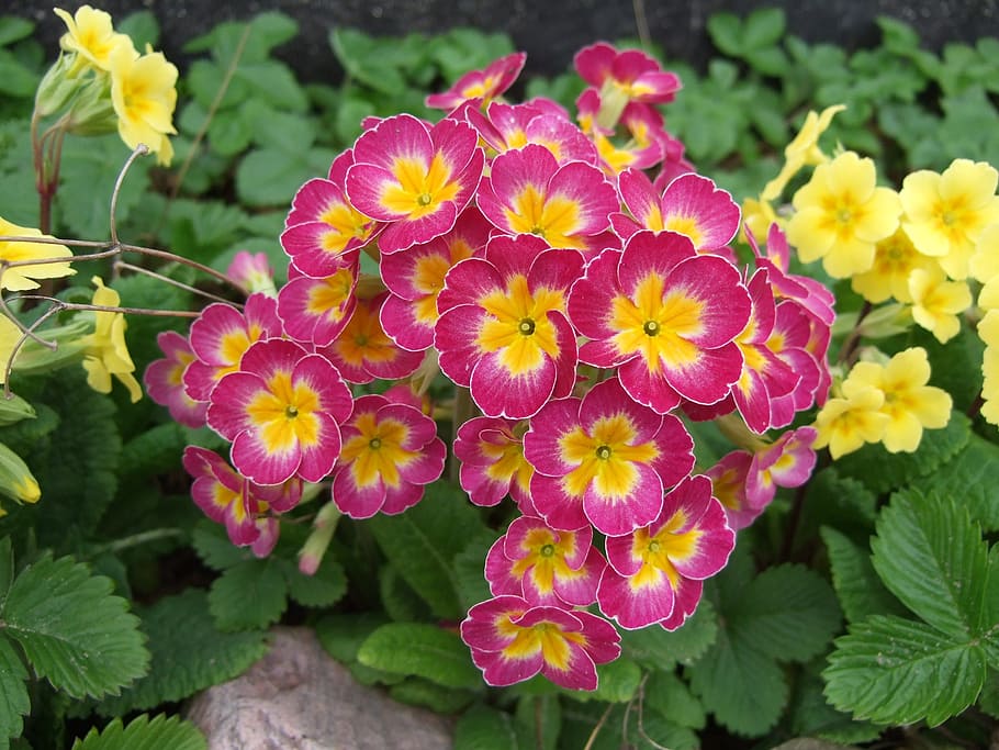 primula, de lente, bloemen, roze bloemblaadjes, geel centrum