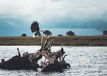 Tier, Vogel, Adler, Jagd, Feder, fliegend, Pflanzen, Gras, Baum, Kofferraum, alt