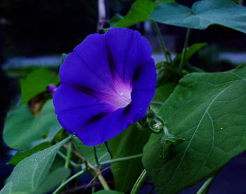 morning glory, blue, flower, morning, glory, blossom, bloom, convolvulaceae, ipomoea, purple