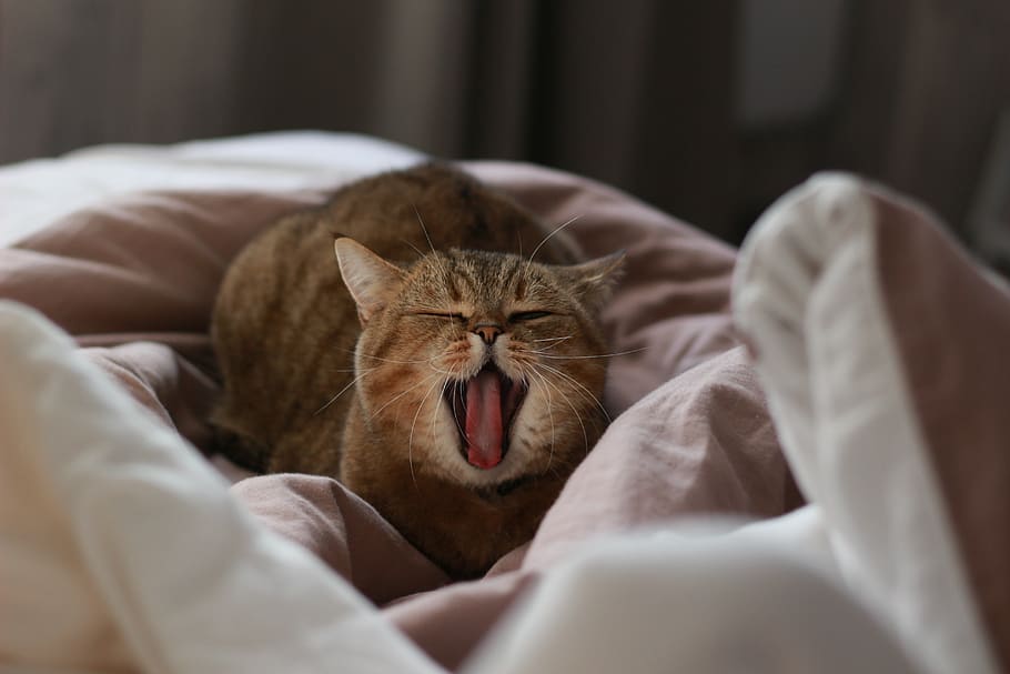 cat, yawns, yawning, sleepy, yawn, i love it