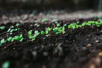 taman awal musim semi, awal musim semi, taman musim semi, taman, tanaman, musim semi, cangkul, berkebun, penyiraman, bibit, penanaman