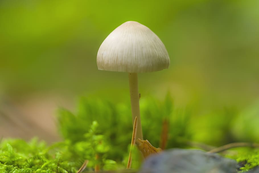 houba, czernidłak, čepice, na podzim, bílý, kołpakowaty, houby, postava, les, podzim, růst
