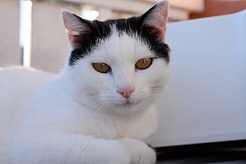 domácí kočka, kočičí oči, domácí zvíře, mieze, kotě, kočka, bílá kočka, oči, Krásná, hlava, zavřít