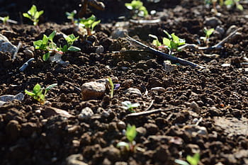 piante verdi, terra, suolo, campagna, vita, primavera, gemme, natura, verde, agricoltura, giardino