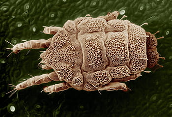 micro, photography, gray, insect, Yellow Mite, Macro, Lorryia Formosa, magnified, nature, parasite, electron microscope
