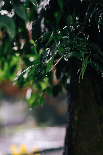 jardim, chuva, folhas, árvores, paralelepípedos, galho, Úmido, primavera