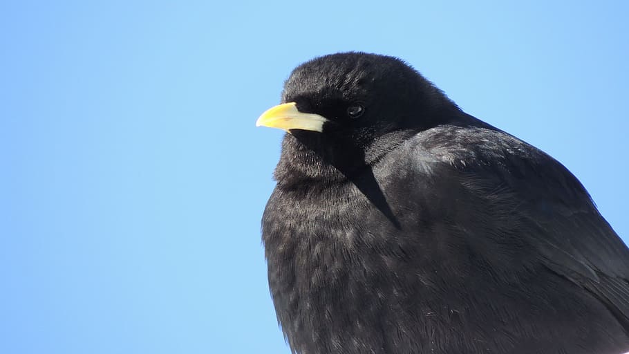 Bird, Thrush, termszet, one animal, animal wildlife, animals in the wild, animal themes, clear sky