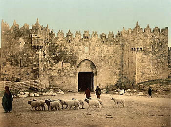 kolem, 1900, brána damašku, Jeruzalém, Izrael, architektura, fotky, brána, veřejná doména, zeď, zvířat