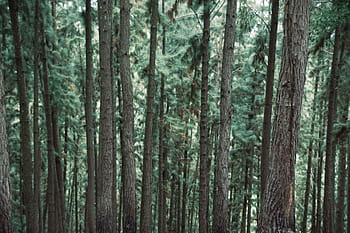 green, trees, forest, trunk, woods, nature, tree trunk, tree, woodland, outdoors, day