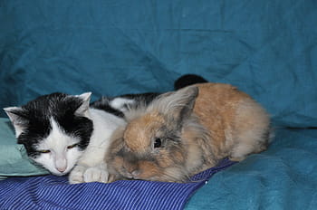 cat, black and white, rabbit, roux, feline, animals, domestic animal, pet, sleep, nap, domestic