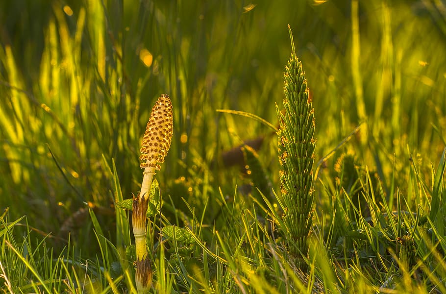 přeslička, cattail, equisetum arvense, zelená