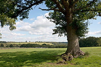 paesaggio, campagna, prato, campo, verde, pascolo, albero, quercia, vista, erba, estate