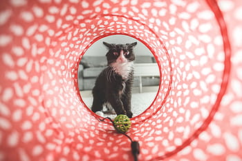 tuxedo cat, looking, green, plastic ball, agility tunnel, cat, play, toy, cute, domestic, animal
