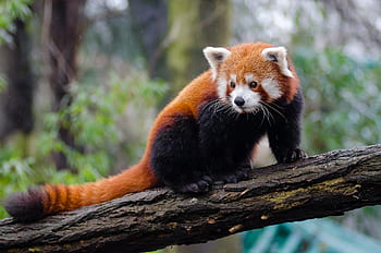rød panda, træ gren, dyreliv fotografering, skovdyr, sødt dyr, truede arter, fluffy tail, Lille panda, Arboreal dyr, natur scene, Rød panda habitat