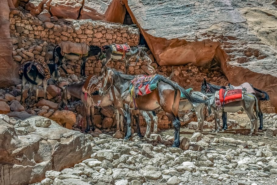mul, osli, přeprava, poušť, kaňon, cestovní ruch, al siq canyon, petra, Jordán