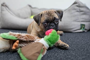 plavá pug štěně, selektivní, zaměření fotografie, Pes, mopslík, tvář, domácí zvíře, Černá, mladý pes, legrační, čistokrevný pes