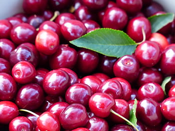 close-up photo, red, cherries, cherry, sweet cherry, fruit, healthy, leaves, branch, summer, delicious