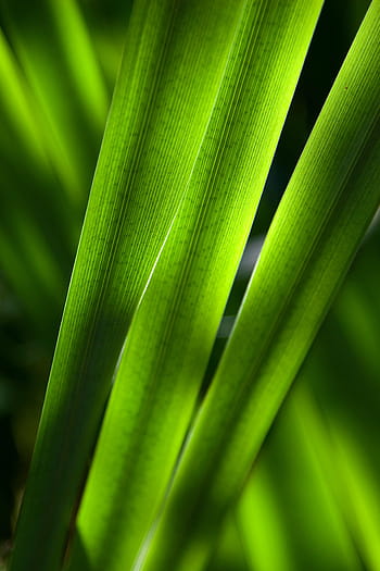 foglia verde, macro, fotografia, verde, foglia, pianta, le foglie, foresta, boschi, colore verde, crescita