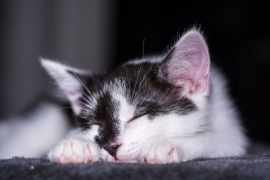 white, black, kitten, lying, floor, close-up photography, baby cat, cat baby, young cat, cat, adidas