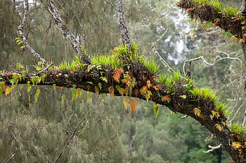 paesaggio, ramo, pianta, epifite, felci, la foresta pluviale, monte tambora, Indonesia