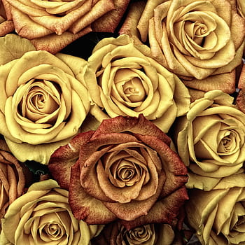 giallo, Marrone, rosa, Rose, fiore, amore, rosso, pianta, San Valentino, colore, romantico