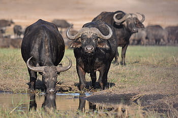 tre, Bufalo d'acqua, accanto, corpo, mammifero, animale, natura, safari, bestiame, Toro, bufalo