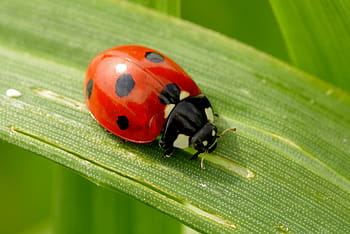closeup, photography, ladybird, green, leaf, ladybug, insect, red, dots, black, grass