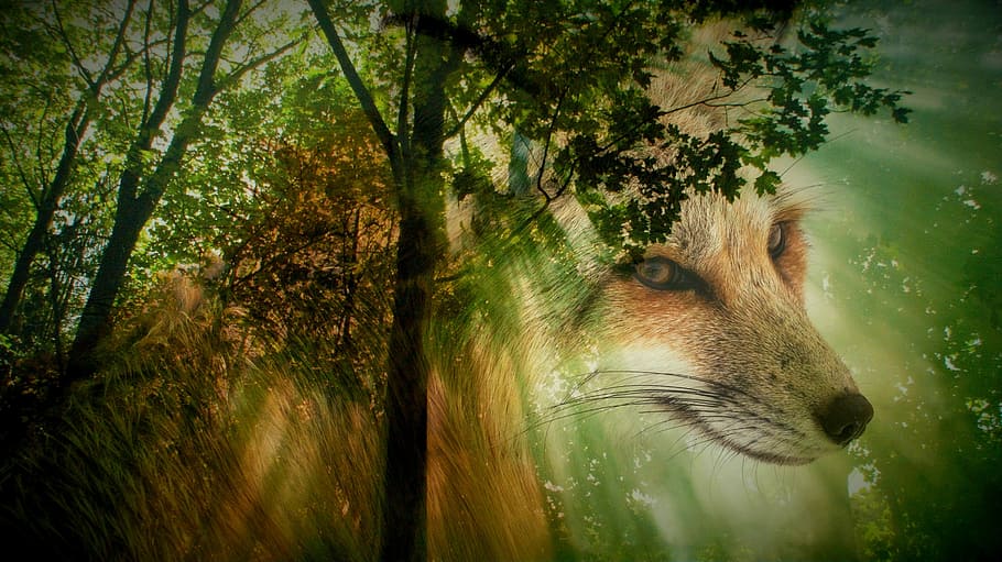 zelená, listový strom, fox plakát, fuchs, zvíře, les, divoké zvíře, zvířecí portrét, živočišného světa, Příroda, shromáždění