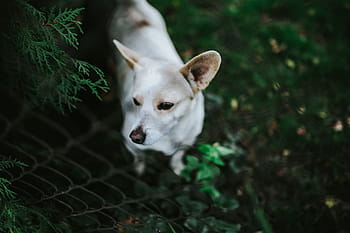 anjing bermain di luar, Anjing, luar, anak anjing, rumput, bermain, di luar rumah, hewan, hewan peliharaan, Anjing trah, mamalia