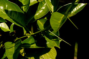 rostlin, trny, citrus, pichlavý, zelená, list, zelená barva, detail, růst, rostlina, Příroda