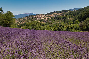 lavender, field, purple, lavender field, france, violet, city
